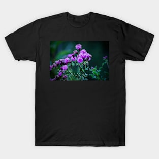 Thistle in full bloom. T-Shirt